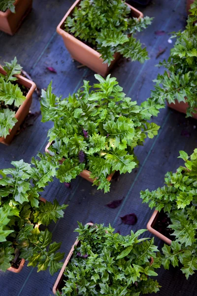 Plantas em estufa — Fotografia de Stock