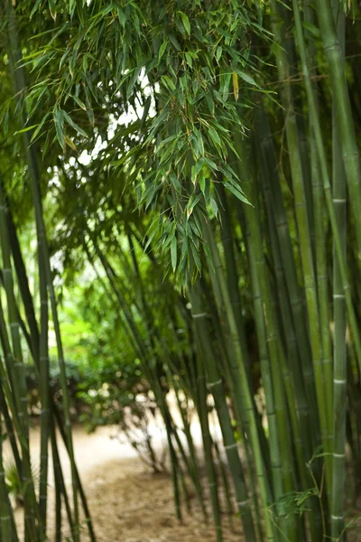 Bambu em um parque — Fotografia de Stock