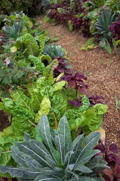 Jardín de verduras en un parque —  Fotos de Stock