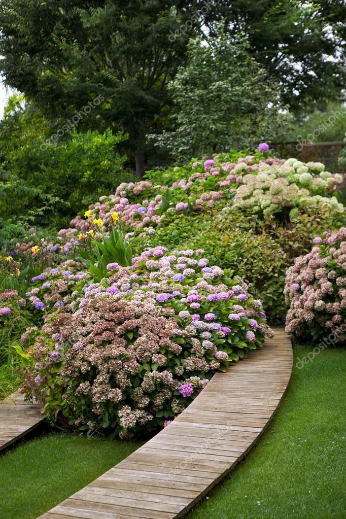 Imágenes: jardines con hortensias | hortensias en un jardín — Foto de