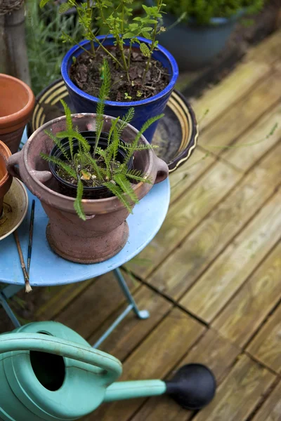 Pequeno jardim em um terraço — Fotografia de Stock