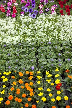 Satılık renkli çiçekler