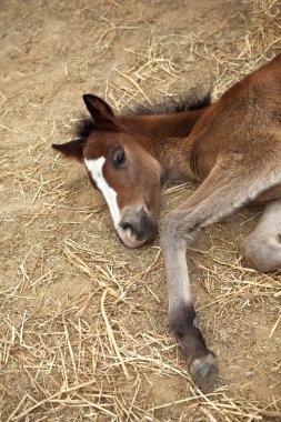 Bir çiftlik ahırda Tay