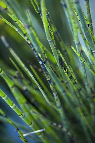 Vegetação ans plantas fundo — Fotografia de Stock