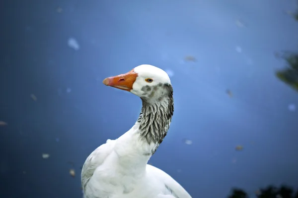 Goose on a lake — Stock Photo, Image