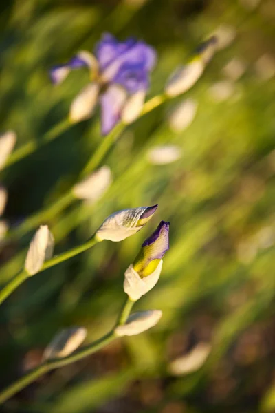 Iris bloemen in een tuin — Stockfoto