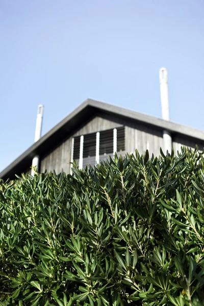 Afdekking Van Struiken Voor Een Modern Huis — Stockfoto