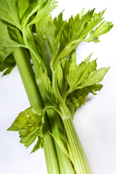 Green celery on a background — Stock Photo, Image