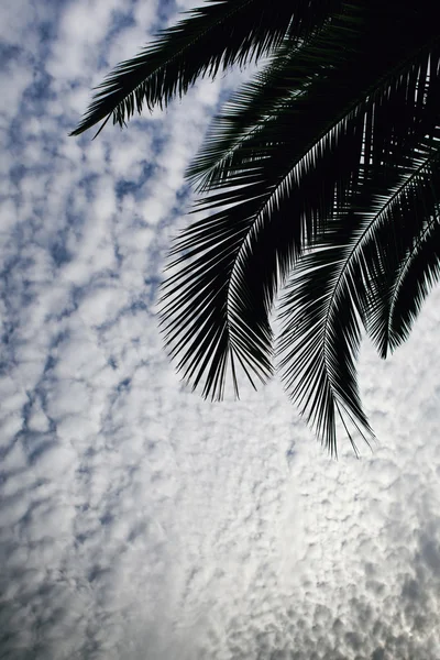 Bladeren Van Een Palmboom Achtergrond Van Bewolkte Hemel Het Strand — Stockfoto