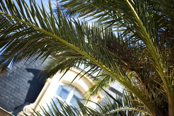 Close Van Een Palmboom Voor Een Luxueuze Residentie — Stockfoto
