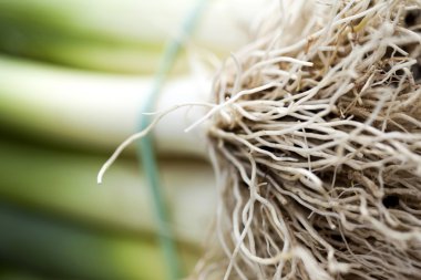 Pırasa yakın çekim