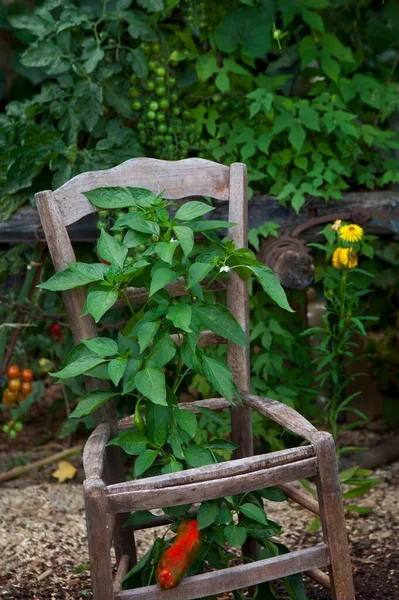 Peperoni Che Crescono Attraverso Una Vecchia Sedia Giardino Campagna — Foto Stock