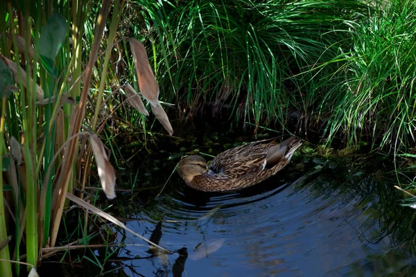 Duck Pond Surrounded Reeds — Stock Photo, Image
