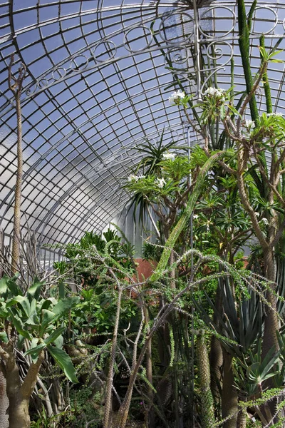 Egzotikus Növények Egy Retro Stílusos Veranda — Stock Fotó