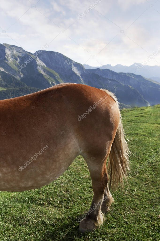Horse grazing the pastures of the Pyrenees in France