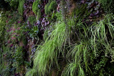 Bol yeşil bir duvarda çeşitli bitkiler yetişiyor.