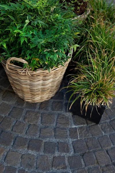 Green Plants Pots Wicker Planters Paving Stones — Stock Photo, Image