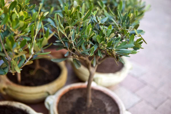 Olive trees — Stock Photo, Image