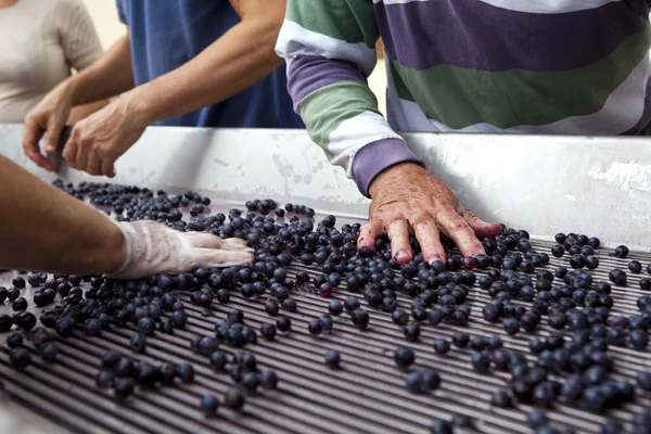 Bir şaraphane çalışma