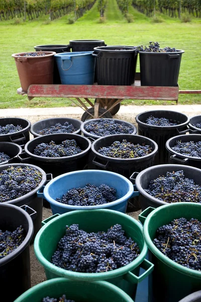 Uvas em uma adega — Fotografia de Stock