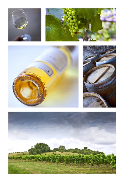 bağcılık ve şarap