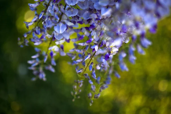 Wisteria — Stock Photo, Image