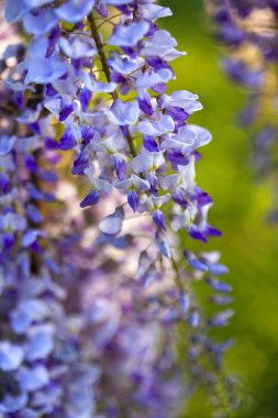 Wisteria