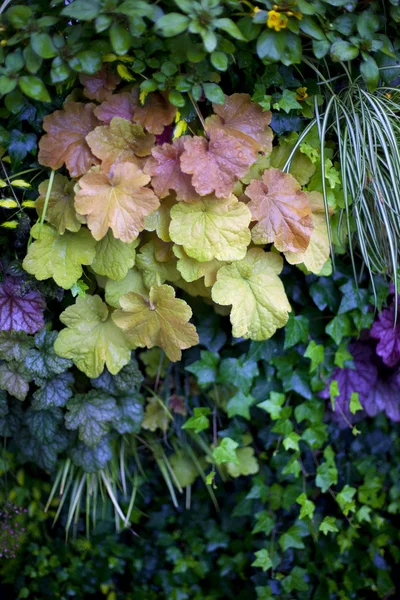 Plants — Stock Photo, Image