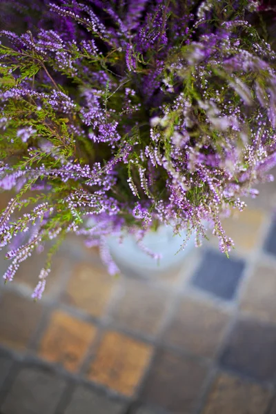 Fiori di erica — Foto Stock