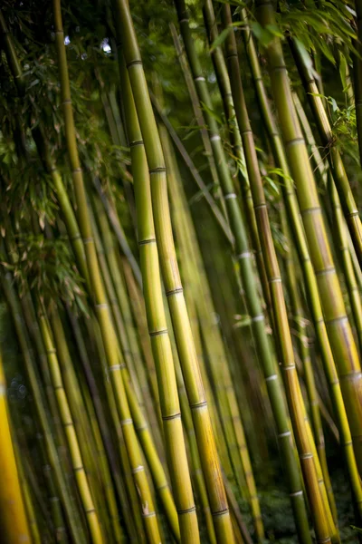 Bambu — Stockfoto