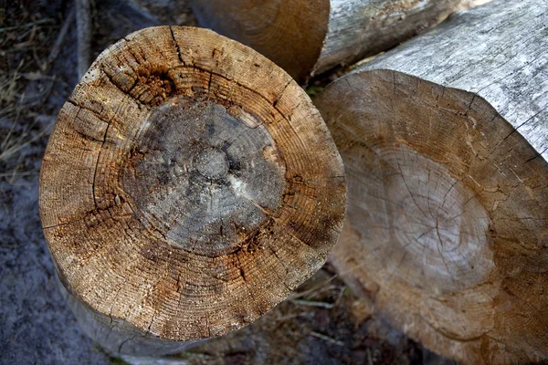 Trunks — Stock Photo, Image