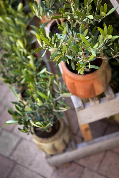 Olivre träd — Stockfoto