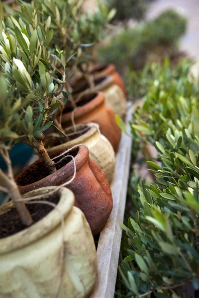 Olivre trees — Stock Photo, Image