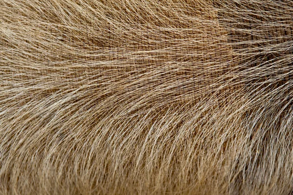 Pelle di un maiale — Foto Stock