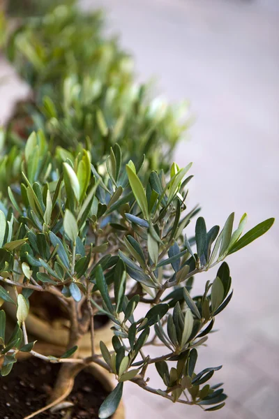 Olive trees — Stock Photo, Image