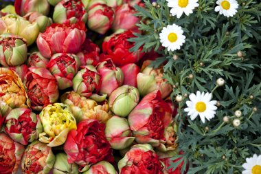 Peonies ve papatyalar