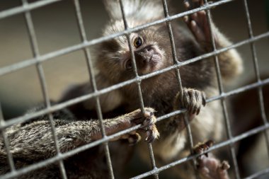 bir kafeste maymun