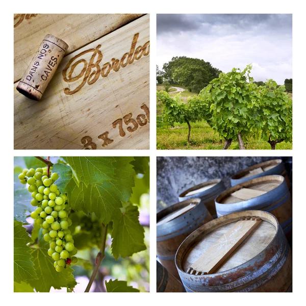 Vineyards — Stock Photo, Image