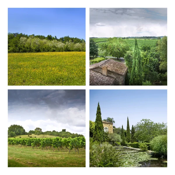 Vineyards and countryside — Stock Photo, Image