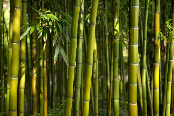 Bambu — Fotografia de Stock