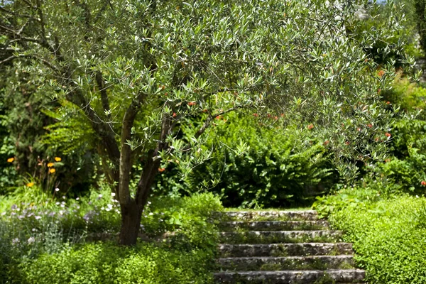 Garden — Stock Photo, Image