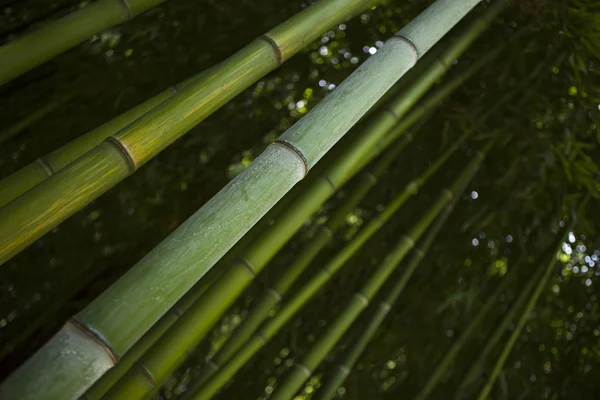 Bambu — Stockfoto