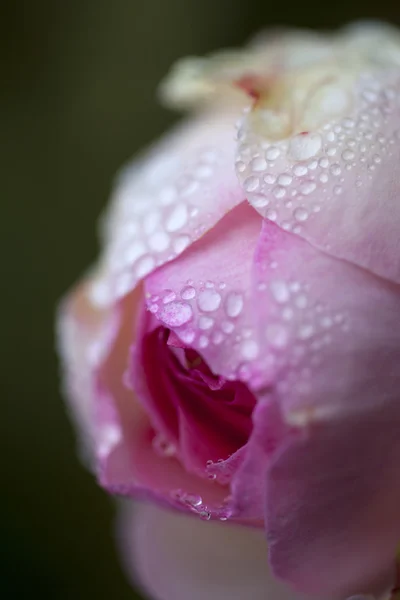 Focus on a rose — Stock Photo, Image