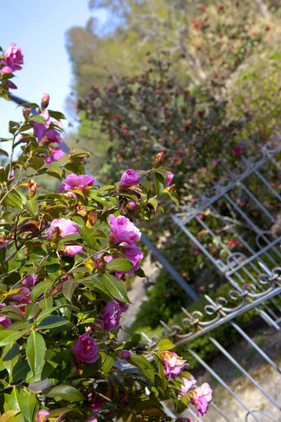 Giardino — Foto Stock