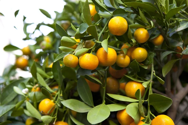 Clementinas — Fotografia de Stock