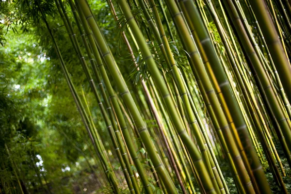 Närbild Jätte Bambu Kinesisk Skog — Stockfoto