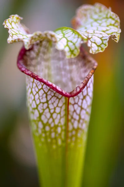 Planta Carnívora — Fotografia de Stock