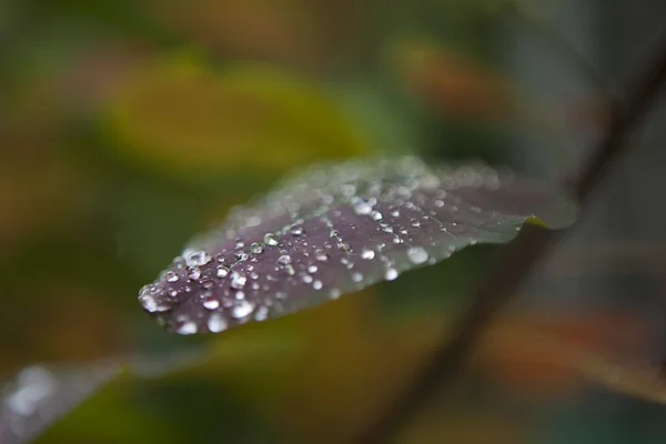 植物の葉の上の雨粒のクローズ アップ — ストック写真