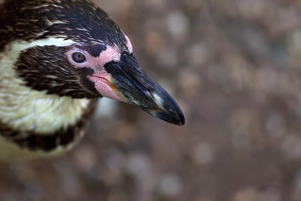 Penguin — Stock Photo, Image