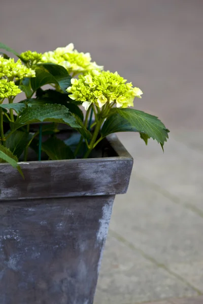 Hydrangea — Stock Photo, Image